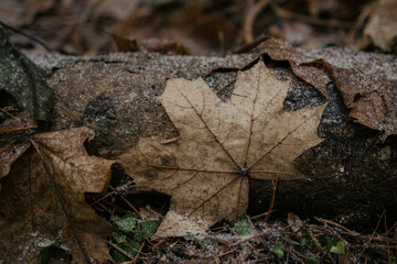Woodland textures and tree trunks