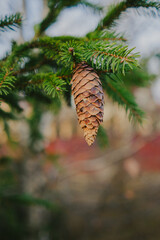 Close-up of forest textures