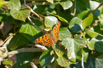 Comma butterfly (Polygonia c-album) sitting on a green leaf in Zurich, Switzerland