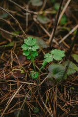 Close-up of forest textures