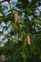 Close-up of forest textures