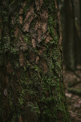 Tree Bark Texture Close-Up