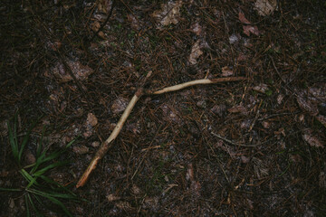 Close-up of forest textures