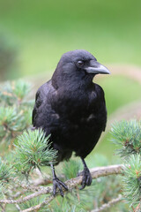 American Crow Perched on Evergreen Branches