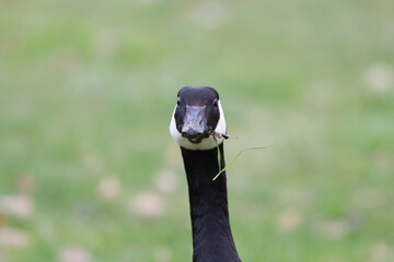 Canada Goose Closeup