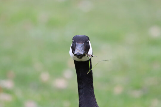 Canada Goose Closeup