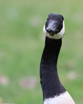 Canada Goose Closeup
