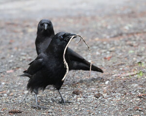 Two Crows Fighting Over A Stick