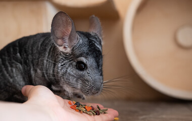 Adorable chinchilla gently takes food from a person's hand in a cozy indoor setting.