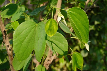 Green leaves and flowers on the stem of the Bauhinia forficata in close up