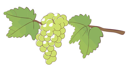 Fototapeta premium Bunch of green grapes on vine with leaves