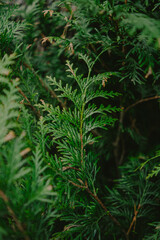 Close-up of forest textures