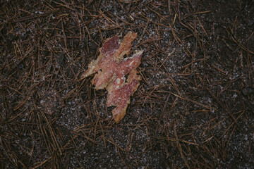 branches and leaves in forest