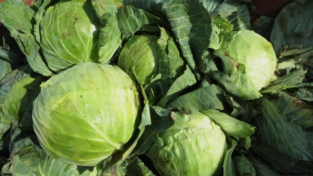CABBAGE