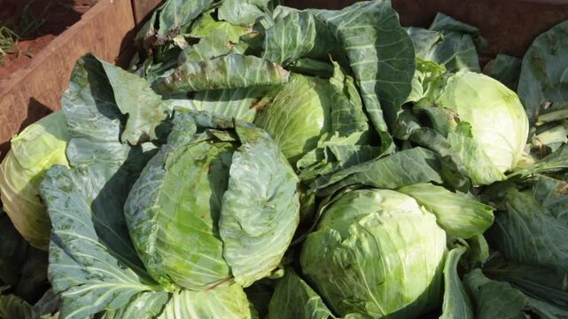 CABBAGE