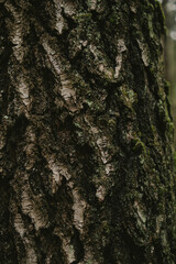 Close-up of tree bark texture