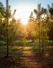 beautiful pine forest