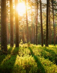 beautiful pine forest