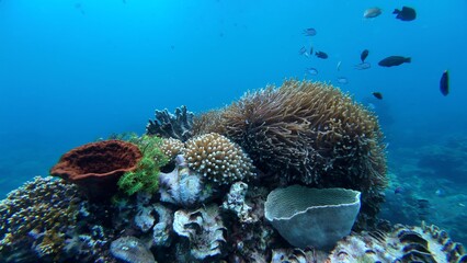 Underwater sea ocean water with beautiful diverse corals and fishes swimming 