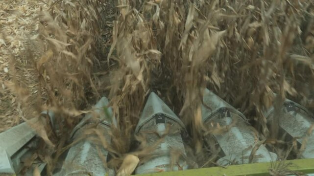 CORN COLLECTION WITH TRACTOR
