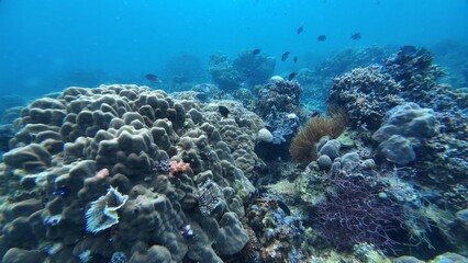 Underwater sea ocean water with beautiful diverse corals and fishes swimming 