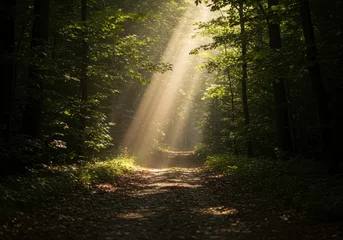 Sun rays pierce through trees along path. Journey through a magical forest for peaceful nature walks and seeking divine sanctuary. Backroad for relaxation therapy.