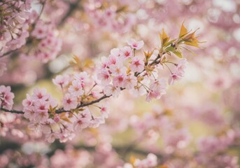 Obraz premium Blossoming cherry branch, floral beauty. Springtime pink flowers on tree branch for background, wallpaper, invitation card, nature wallpaper, peaceful spring aesthetic