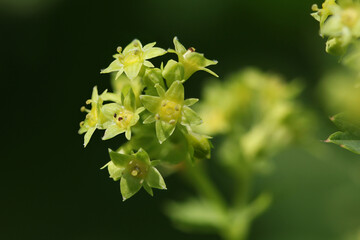 Blooming Lady's mantle ( Alchemilla cf. glabra ) close-up with small green blossoms  in the Austrian Alps