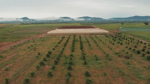 AGRICULTURAL GREENHOUSE