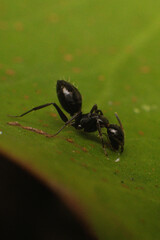 black ant on leaf
