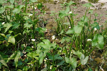 A cluster of aquatic plants, most likely from the genus Sagittaria, commonly known as arrowhead or...