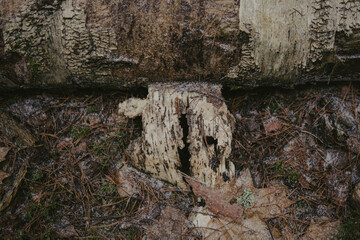 Tree branches and textured bark