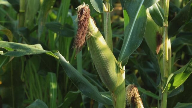 SWEETCORN