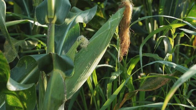 SWEETCORN