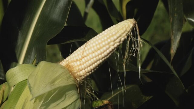 SWEETCORN