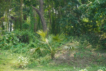 Dwarf Palmetto, scientifically known as Sabal minor is growing on the soil in front of the green...