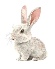 Obraz premium Cute white hare or rabbit on a white background. Rabbit for the holiday of Bright Easter.