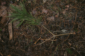 Close-up of tree bark texture