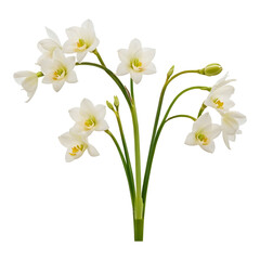 Fototapeta premium Small White Narcissus Flowers with Yellow Centers