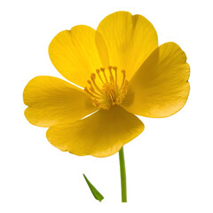Close-Up of a Single Yellow Buttercup Flower