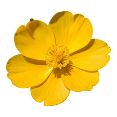 Yellow Wildflower with Dark Center and Green Stem