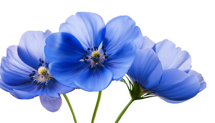 blue flower isolated on white background