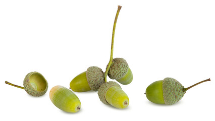 Glands de chêne	