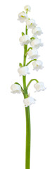Brin de muguet	