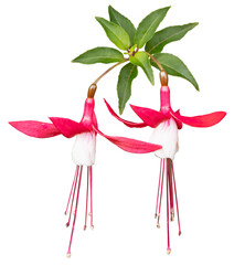 Fuchsia rouge et blanc © hcast