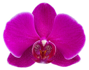 Fleur d'orchidée phalaenopsis rose	