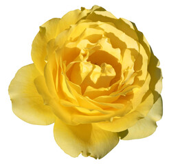 Rose jaune
