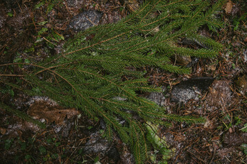 Tree branches and textured bark