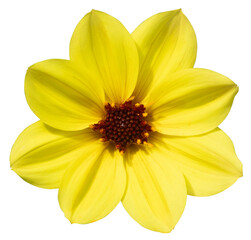 Fleur de Dahlia simple jaune Mystic Illusion	