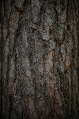 Fototapeta premium Tree Bark Texture Close-Up